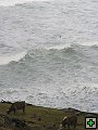 thn_The Catlins Coast 006.jpg